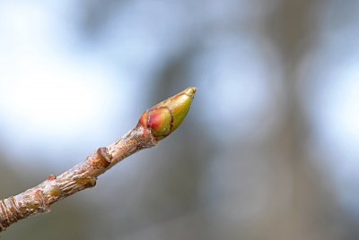 Sorbus domesticana - jeřáb oskeruše - zimní pupen